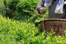 100% Uji Matcha te fra Kawami, Japan, 100 gram thumbnail